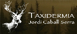 taxidermia_jordi_cavall
